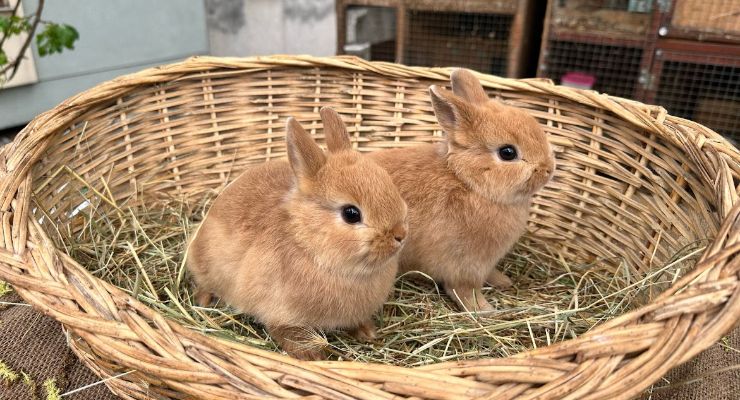 İzmir Büyümeyen Tavşan
