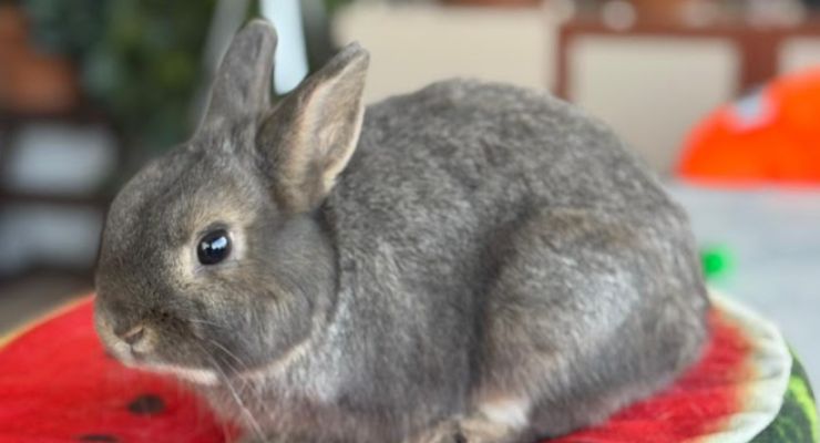 İzmir Ev Tavşanı