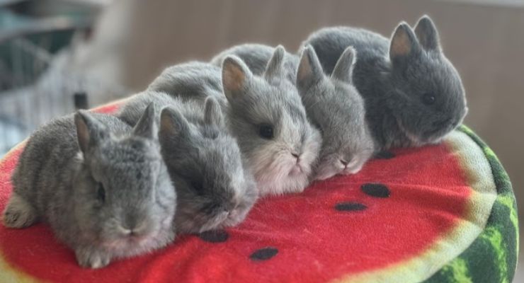 İzmir Evcil Tavşan