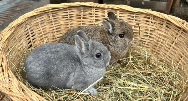 İzmir Yavru Tavşan