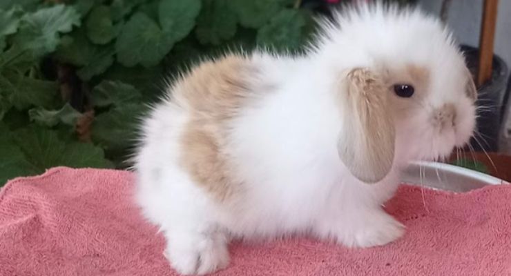 İzmir Hollanda Lop Tavşan